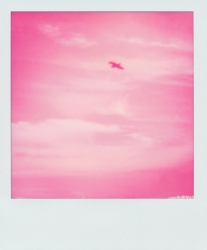 Impossible Magentatype 600 is a white-framed monochrome film in which the only color dye is magenta, rendering every image entirely in that color.