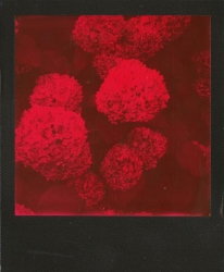 4606-impossible-duochrome-red-black03