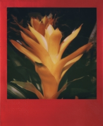 Polaroid Originals Color Film for 600 - 8 Exp. - Metallic Red Frame