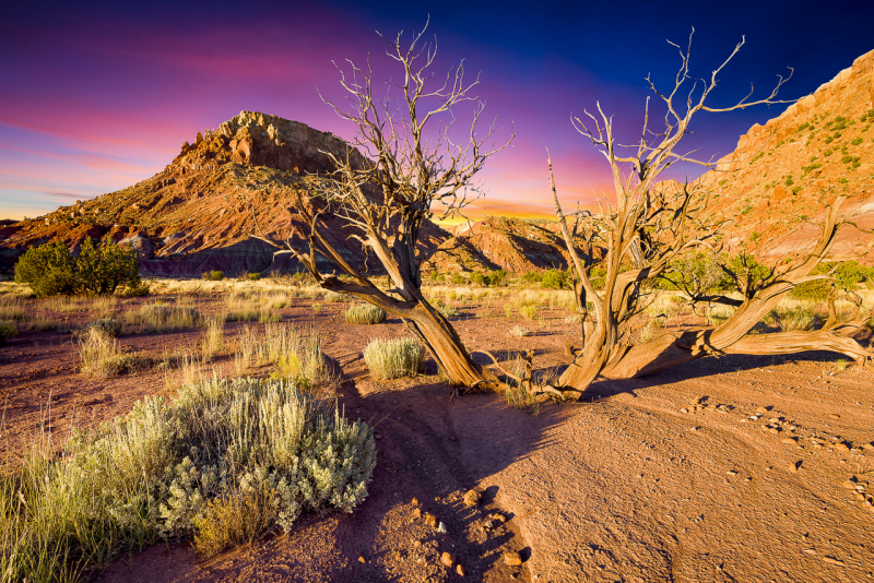 New Mexico Desert - Steve Anchell